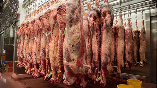 UK beef exports