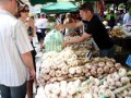 French garlic harvest under threat