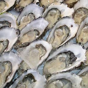 oyster