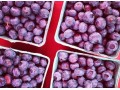 British Columbia's blueberry season off to strong start