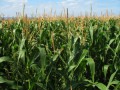 Corn Avalanche Coming as Rain Trumps U.S. Planting Slide