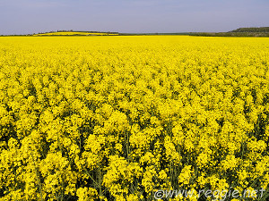 Rapeseed