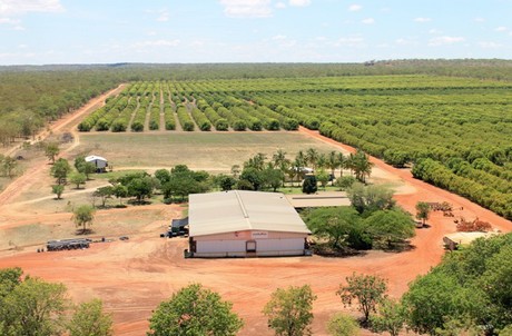 mango season