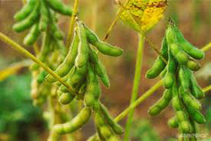 soybean 