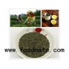 On sales green tea Chunmee 9367