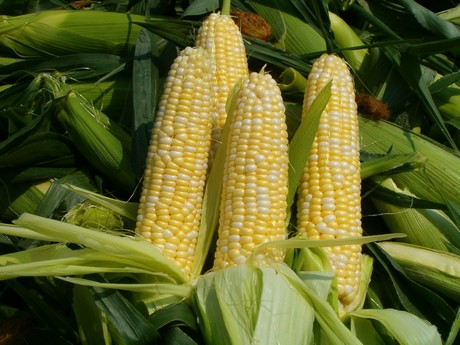 sweet corn