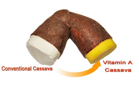 cassava