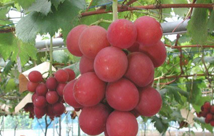 Ruby Roman grapes