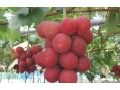 Japanese grapes smash price record