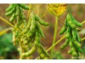 Soybeans Post Longest Slump Since 1973 On Rising World Supplies