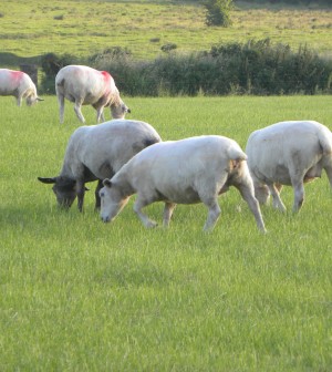 UK lamb consumption
