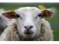 Concern over lamb prices deepens