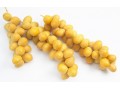 Good prospects and larger production of Barhi and Medjool dates