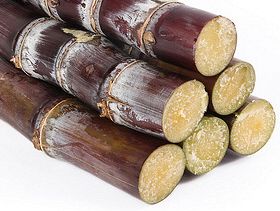 Indian sugarcane
