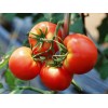 Customized Tomato Paste for Importer Manufacturer Produce as Your Requirement