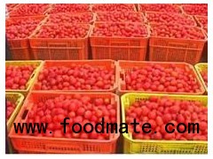 140g Hot Sale Tinned Tomato Paste, Xinjiang Factory Direct Supply