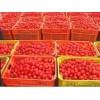 140g Hot Sale Tinned Tomato Paste, Xinjiang Factory Direct Supply