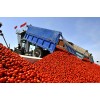Factory Direct Supply Tomato Paste