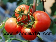 2014 China Supplier Fresh Tomato Paste for Sale