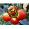 2014 China Supplier Fresh Tomato Paste for Sale