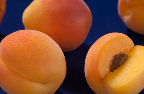 Apricot