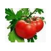 Sell Lycopene -natural Pigment, Health Functional Pigment