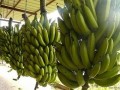 Cameroon exported close to 133,000 tonnes of banana in first half of 2014