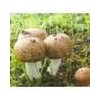 Agaricus Mushroom P.E