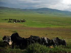 Tanzania Agriculture 