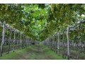 New tool for improvement of Brazilian grapes