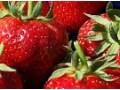 Polish strawberries taking over the Russian market