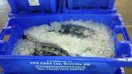 seafood packaging