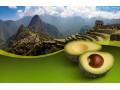 Peruvian Hass avocados in desperate search for new markets
