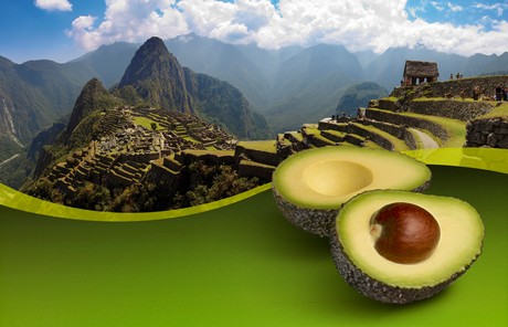 Peruvian Hass avocados