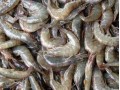 Ninh Thuan Shrimp Seed Production Up 67 Per Cent