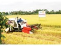 Fragrant rice comes to throne in Mekong Delta