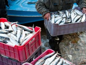 Northern Ireland Pelagic Sustainability Group