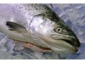 Farmed Fish Losses Tracked in New Survey