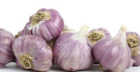 Australian garlic 