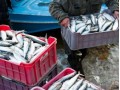 Scottish Fishermen's Federation Concerned Over Russian Import Ban