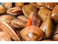 Ancient Shellfish Tell 10,000 Year History of El Niño Cycles