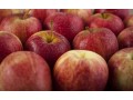 Growers to send more apples to Australia