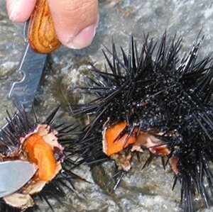 sea urchins