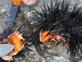 Researchers urge Australians to consume sea urchins