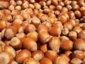 Hazelnut Shortages Tough to Crack