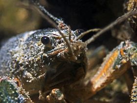 White-Clawed Crayfish