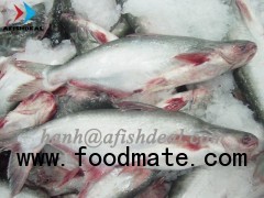 Pangasius , swai , Catfish , Tra fish , Dory fish