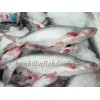 Pangasius , swai , Catfish , Tra fish , Dory fish