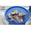 Pangasius , swai , Catfish , Tra fish , Dory fish