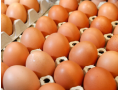 Shoppers Demand British Eggs in Prepared Foods